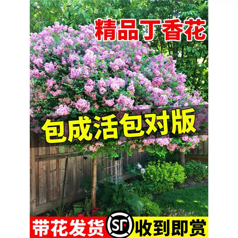 Европейские сиреневые саженцы в горшках с бутонами, уличные дворовые посадки, морозостойкие большие деревья, четырехсезонные ароматные цветы