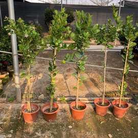 香水柠檬树苗庭院地栽南北方种植水果盆栽台湾青四季柠檬果树