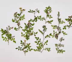 エンボススタンド花材押し花うちわ资材原色ミニバラ枝叶pressed flower押し花