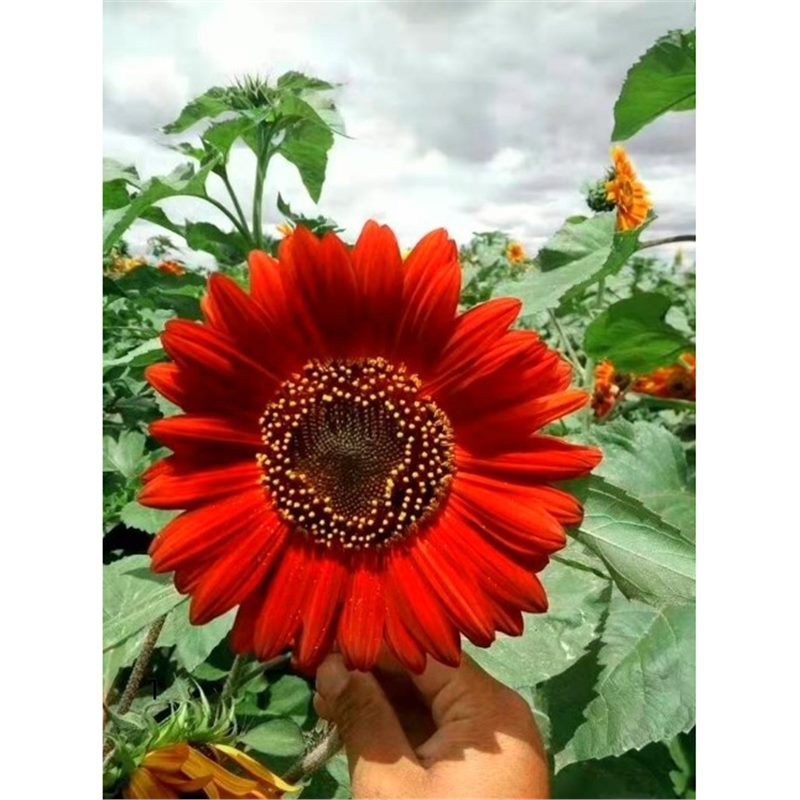 Semillas de girasol, semillas de flores de cuatro estaciones, jardín interior y exterior, balcón para ver semillas de flores ornamentales