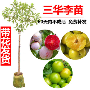 ���������޽��X�����A���������������t��������Ϸ��N�����Nֲ