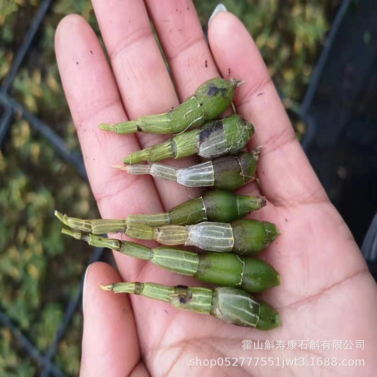 Huoshan Dendrobium Fresh Stems Mi Hu 霍山米斛 Ready-to-Eat 500g details