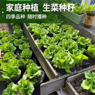 �����������˷N���ļ��̨ͥԺ�׷N�������������߲˷N��������