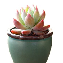 ���⻨���մɶ���ֲ����Տ͹��؟���ɰ���Ä����С���s