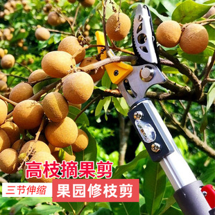 ������s��֦ժ�����߿�ժ������֦��֦���@�ɹ���@�ֹ������l