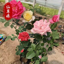 基地批发 蔷薇月季 大花月季 树状月季 丰花月季 红帽月季 欧月类