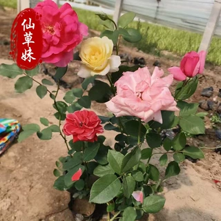 基地批发 蔷薇月季 大花月季 树状月季 丰花月季 红帽月季 欧月类