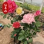 丰花大花树状基地月季