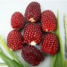 ݮ׷Nrʳ̨ͥԺ׷Nˮ׷N߲˷N