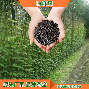 Greening Changchun Slope Protection Oil Hemp Vine Seeds, Real Estate Direct Supply to Courtyard Projects, Mining Farms, Climbing Plant Seeds
