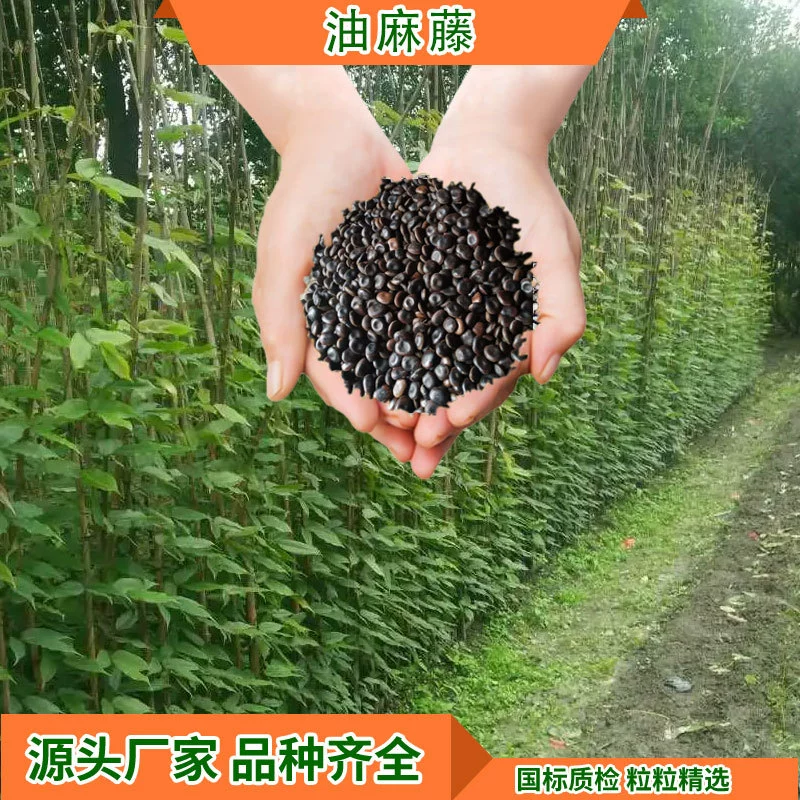 Озеленение Защита склонов Everspring и базовое происхождение семян масляной лозы Прямые поставки Двор Инженерная Шахта Вьющиеся семена растений