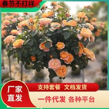 һ�����l�����ǘ䘶�¼������ش󻨝�������õ����̨ͥԺ���ܶ�