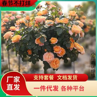 һ�����l�����ǘ䘶�¼������ش󻨝�������õ����̨ͥԺ���ܶ�