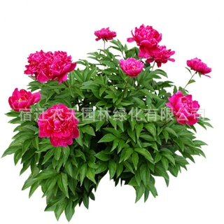 抗寒芍药花苗庭院花卉南北种植易活芍药根块带芽秋季多年生种盆栽