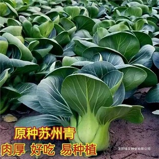 �ļ����~���_�K����N���ͺ��๣�˷N��С��˷N���ļ����߲˷N��