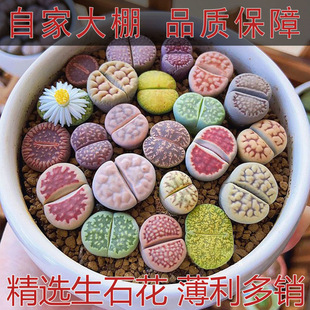 ����ֲ����ʯ�����w����̖��̖ƨ��ʯ�^�����wĸ������PPʯ����