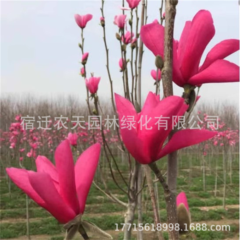 O1CN01vDcV0B1UA3HsXTgOJ_!!2-it