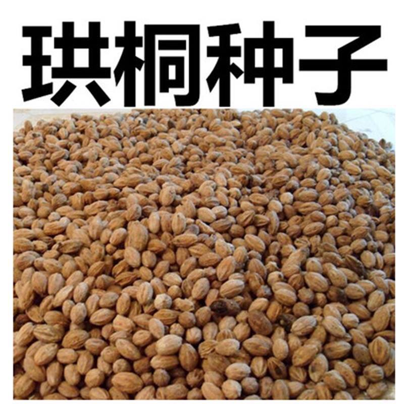 珙桐种子 珙桐树种子 珙桐苗种子 珙桐树苗种子 优质珙桐种子