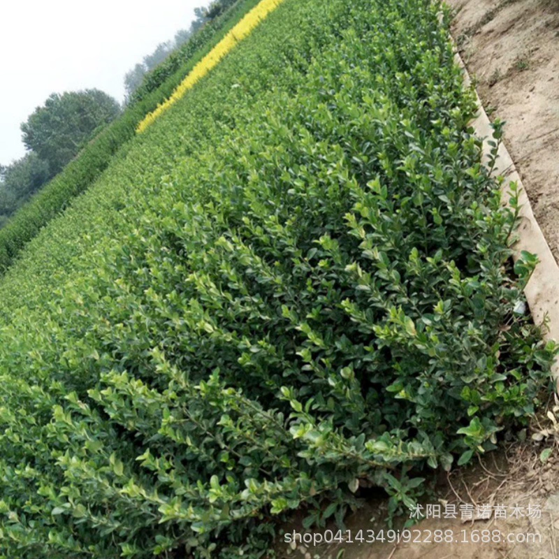 Продайте копье Jiaodong полные спецификации в розницу и оптом со скидкой на большое количество саженцев Вэй Мао