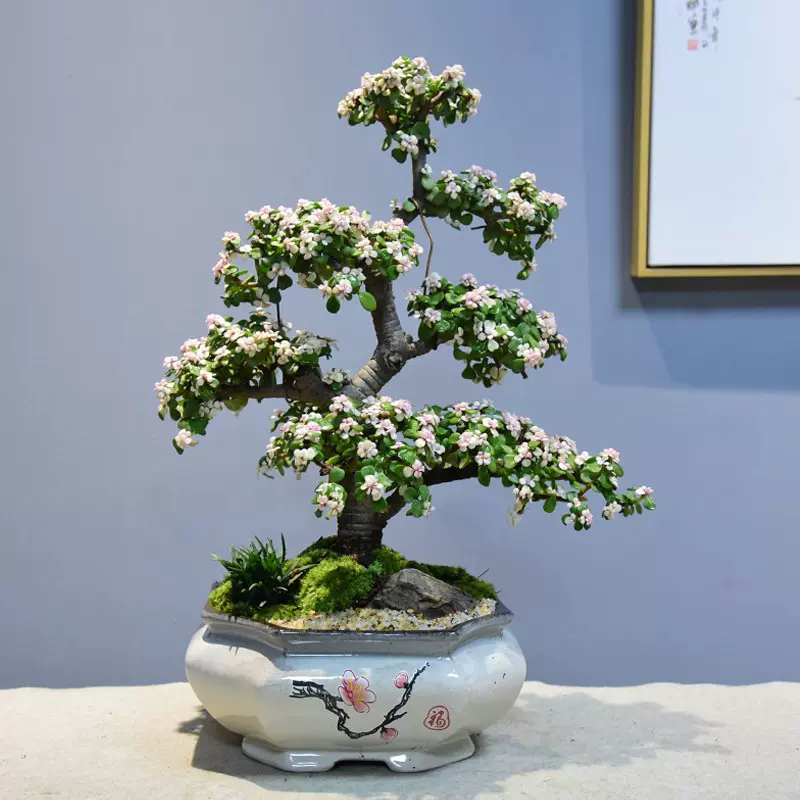 盆景植物活体金枝玉叶老桩盆栽绿植多肉室内茶室装饰摆件过年礼品