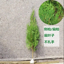 ؘɰؘȰֲؘؘ九ɈAؾGļ