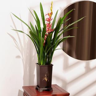 Molan Potted Florals Indoor Living Room Balcony Evergreen Winter Blooming Purifying Air Orchid Orchid