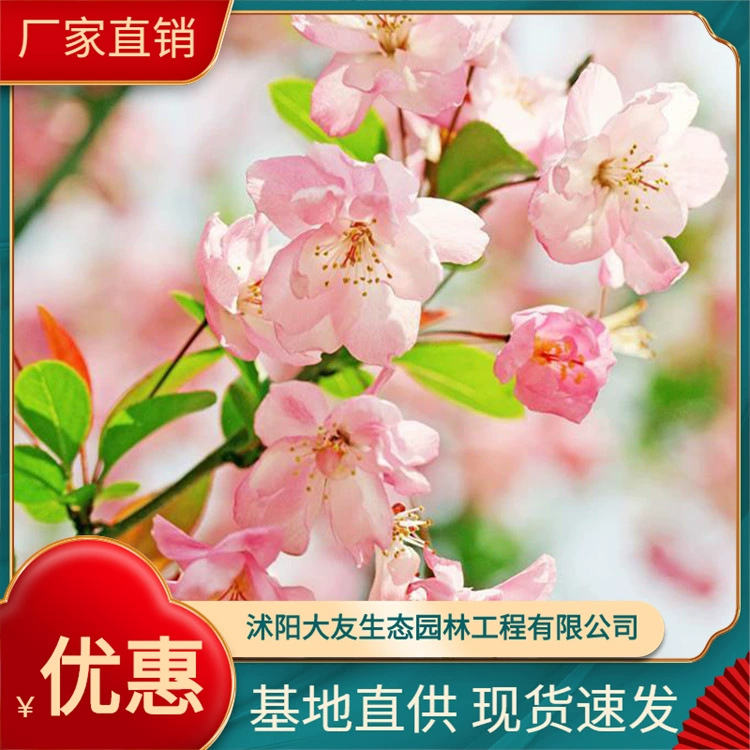 Японская Бегония цветок Бегонии в горшке Бегония бонсай Цветение бегонии Рассада бегонии