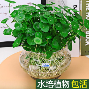 �~�Xˮ��ֲ���~�״��~ˮ��ˮ�B�Gֲ��������ˮ�͏d�҃��⻨��