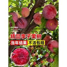 蜂糖红心李子树苗新品种嫁接三华大果树五月脆果苗南北方耐寒种植