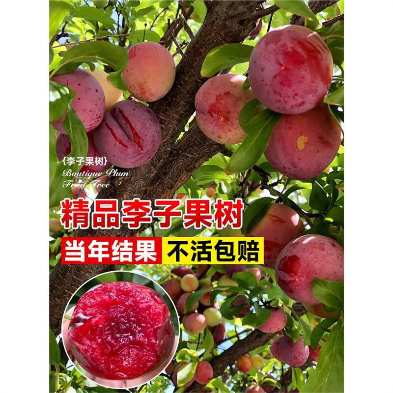 蜂糖红心李子树苗新品种嫁接三华大果树五月脆果苗南北方耐寒种植