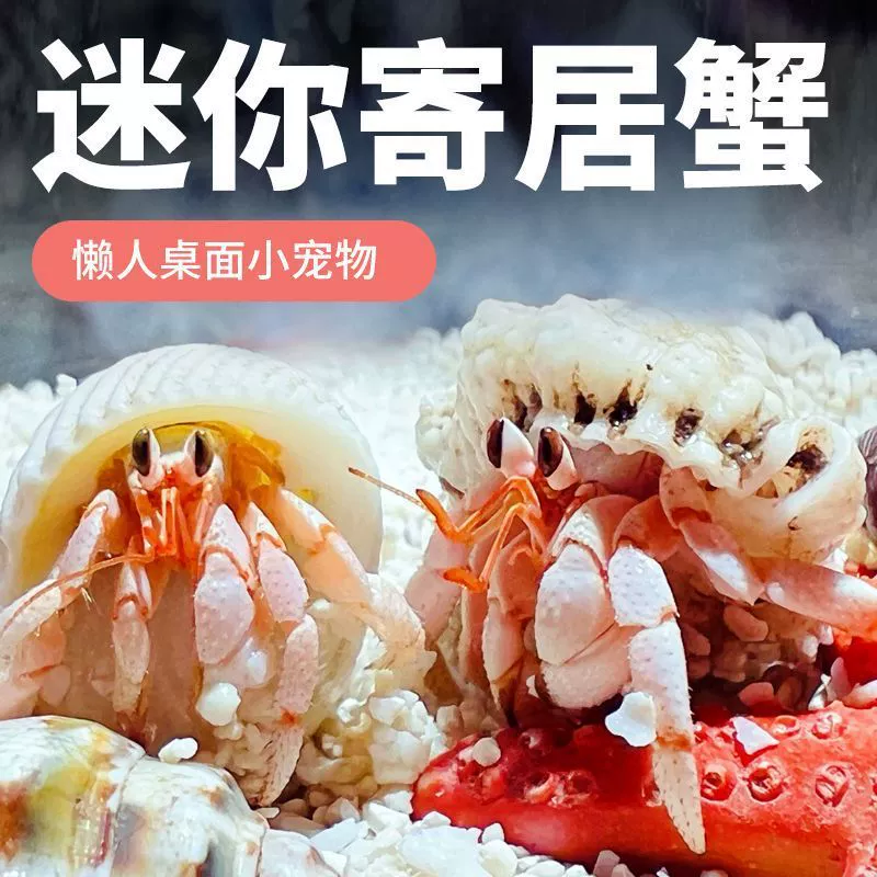 Прибрежные крабы-скитальцы легко содержать для начинающих, маленьких домашних животных, офисных настольных аквариумов, мини-крабов-бобов, Гуан Ли Чжи.