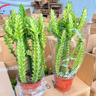 【基地直供】仙人柱小盆栽花卉多肉植物 仙人掌植物  玉柱锦