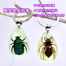 新奇特产品昆虫标本树脂工艺品昆虫琥珀钥匙扣纪念品小礼品