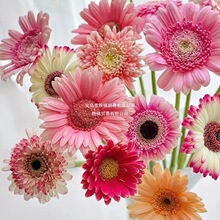 ���޾�С�r���r��Դ�^����ֱ�l�r�л����廨���L���ں��B��