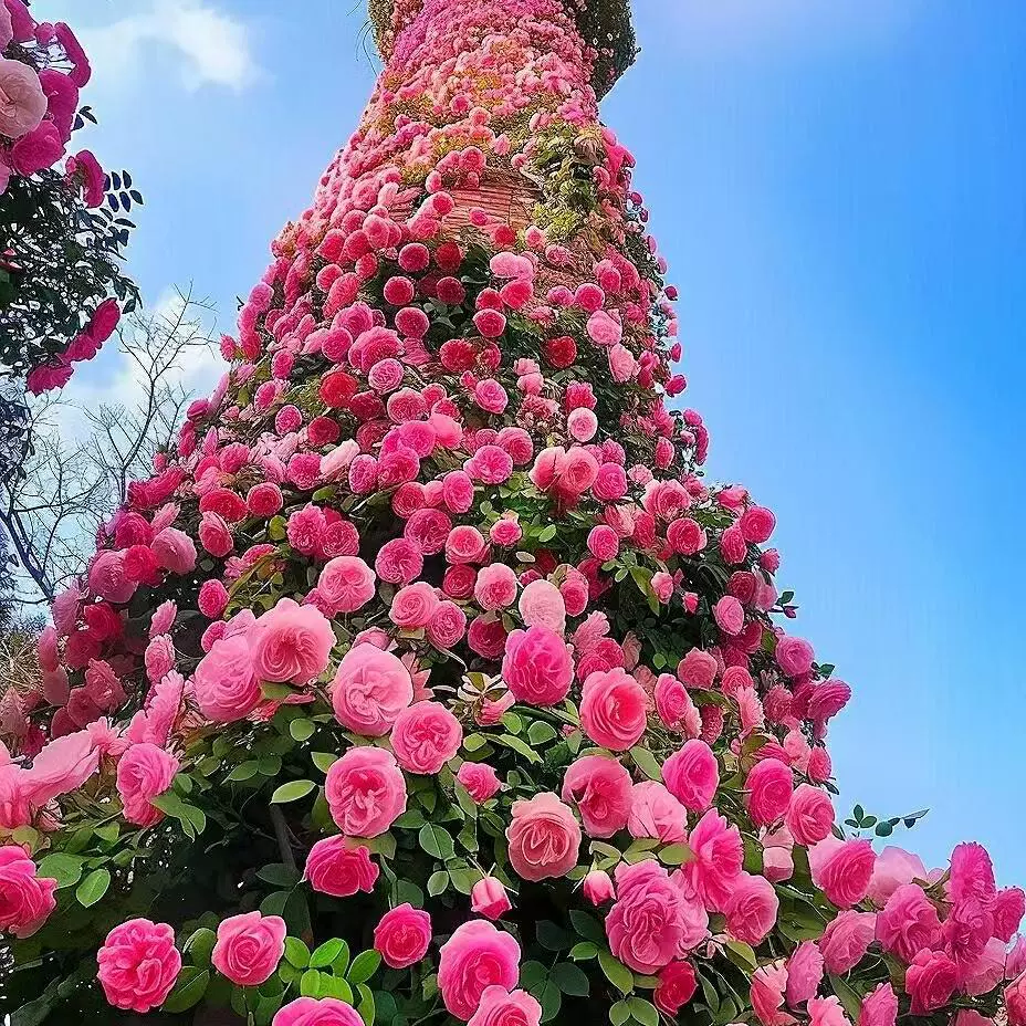 Один кусок розовых саженцев, виноградных роз, очень крупных цветочных лазающих растений, четырехсезонных цветущих роз в горшках.