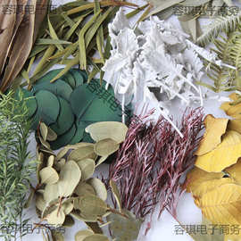 天然干树叶真树叶标本干花diy手工装饰材料包植物书签压花幼儿园