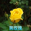 Rose seeds four seasons of indoor potted flowers seeds, all kinds of easy -to -grow live outdoor flowers green plant flower seeds
