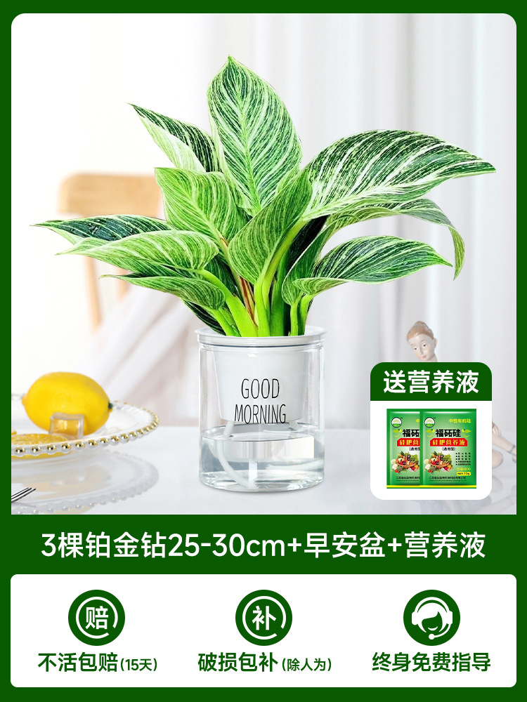 25-30cm 백금 다이아몬드 3개 + 굿모닝 냄비 + 영양액