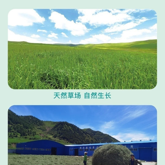 Sun-dried special Timothy dry animal husbandry rabbit chinchilla guinea pig molars staple food rabbit feed factory a wholesale