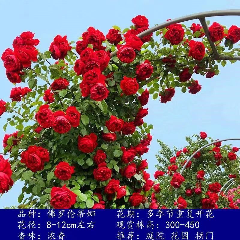 Flores de gran pila de rosas de rosa de temporada vieja, plantas de patio fragrantes, flores de balcón, flores de flores de rosa de rosa en todas las estaciones image 15