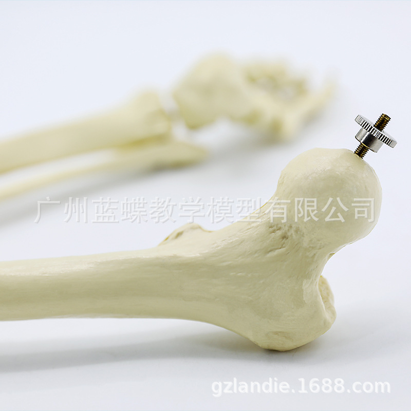 ���������֫�Ǵ��Źؽ� �Źؽ� ϥ�ؽڳ߹���ǹ���ģ��