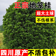 \Ĵ@־GͥԺe@^ֲﻨ