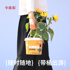 Office Green Plant Children's Planting Small Potted Plants Indoor Plants Blind Box Canned Miniature Sunflower Farmers Desk
