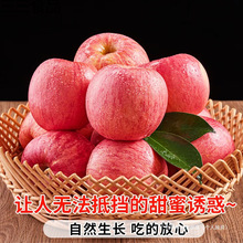 ɽ�|��̨�t��ʿ�O�����rˮ����������������������10����]