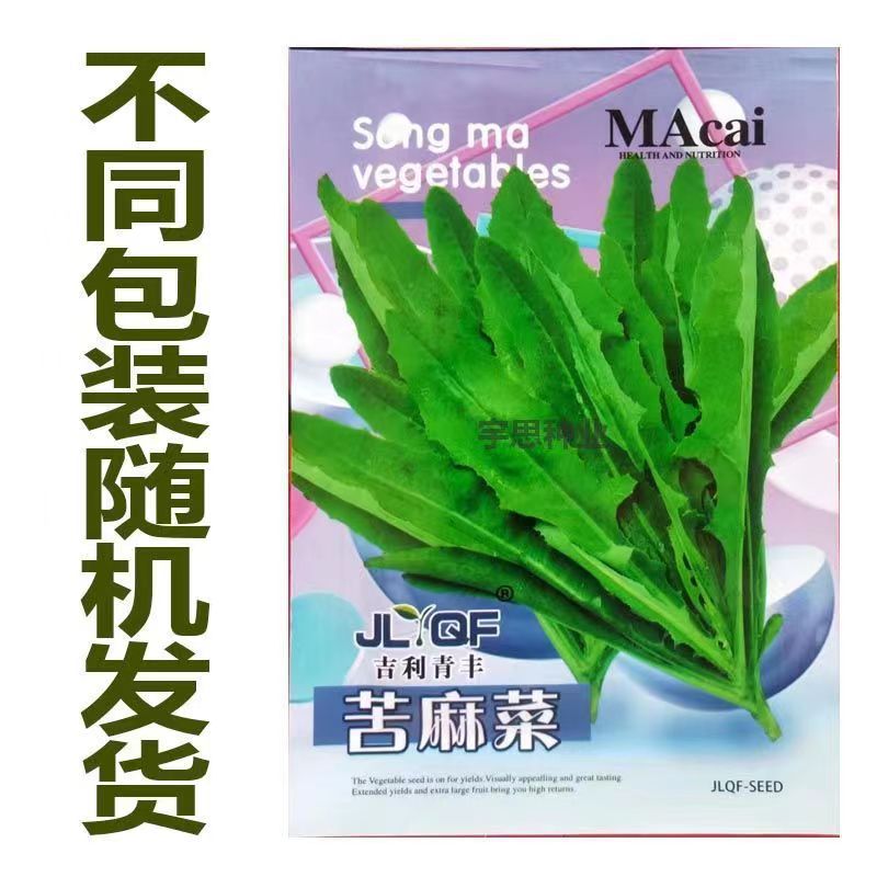 苦麻菜种子曲曲菜种子野苦菜子苦葛麻曲麻菜四季播蔬菜种子
