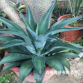 种子;其他园林植物;灌木