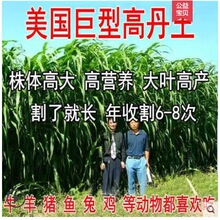 美国高丹王草牧草种子大力士甜高粱四季再生养殖牛羊猪鱼兔草种籽