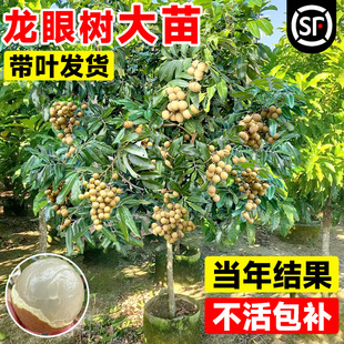 ���ۘ����޽Ӯ���Y��ʯ���Ϸ��ļ��Nֲ��������ˮ���䃦�����A