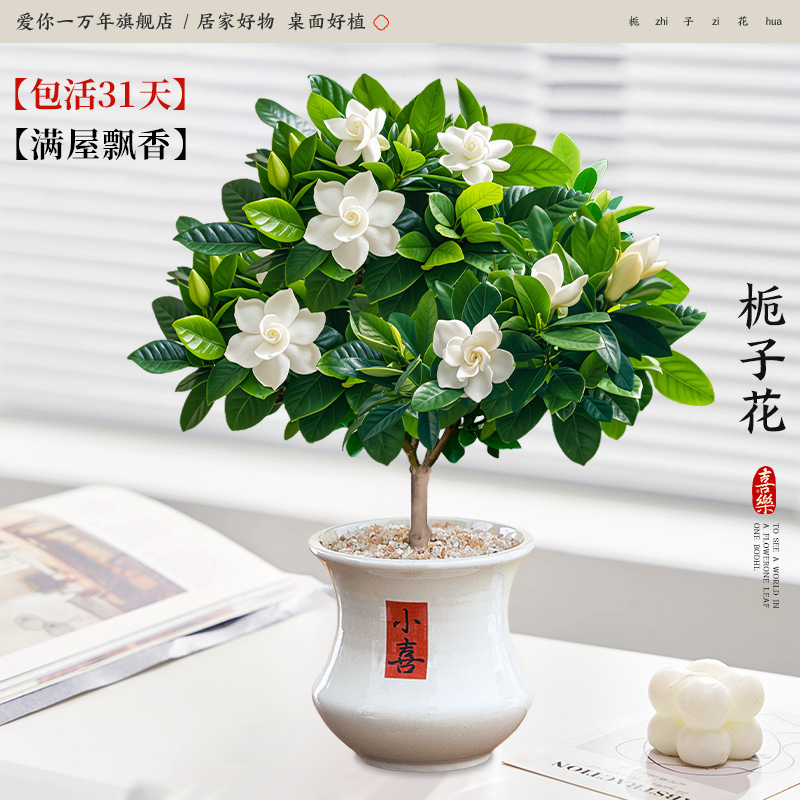 단극 치자나무 + 작은 허리와 작은 웅덩이 (포장석 + 영양액 포함)