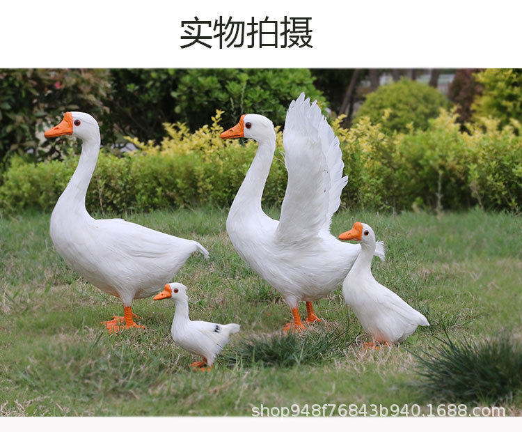 白鹅-1---副本_05.jpg